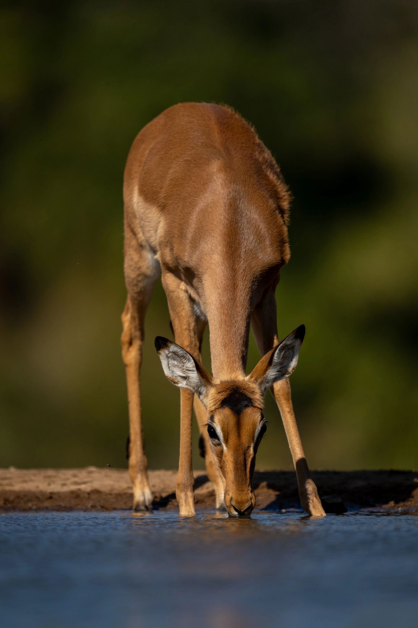 Female impala drinking from a waterhole