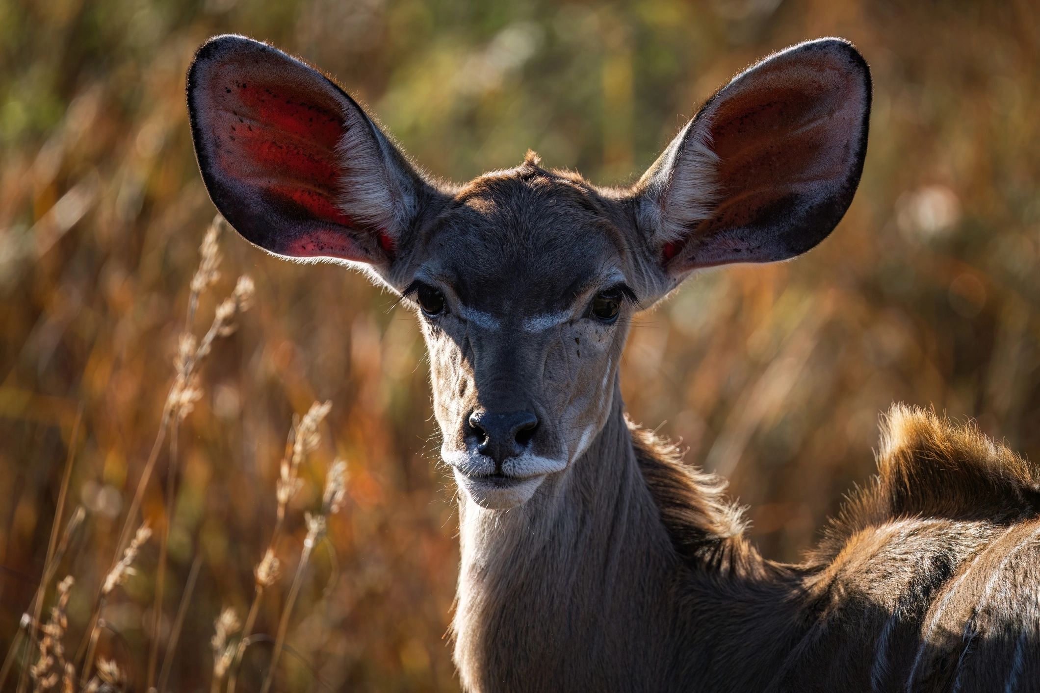 Greater kudu in tall grass