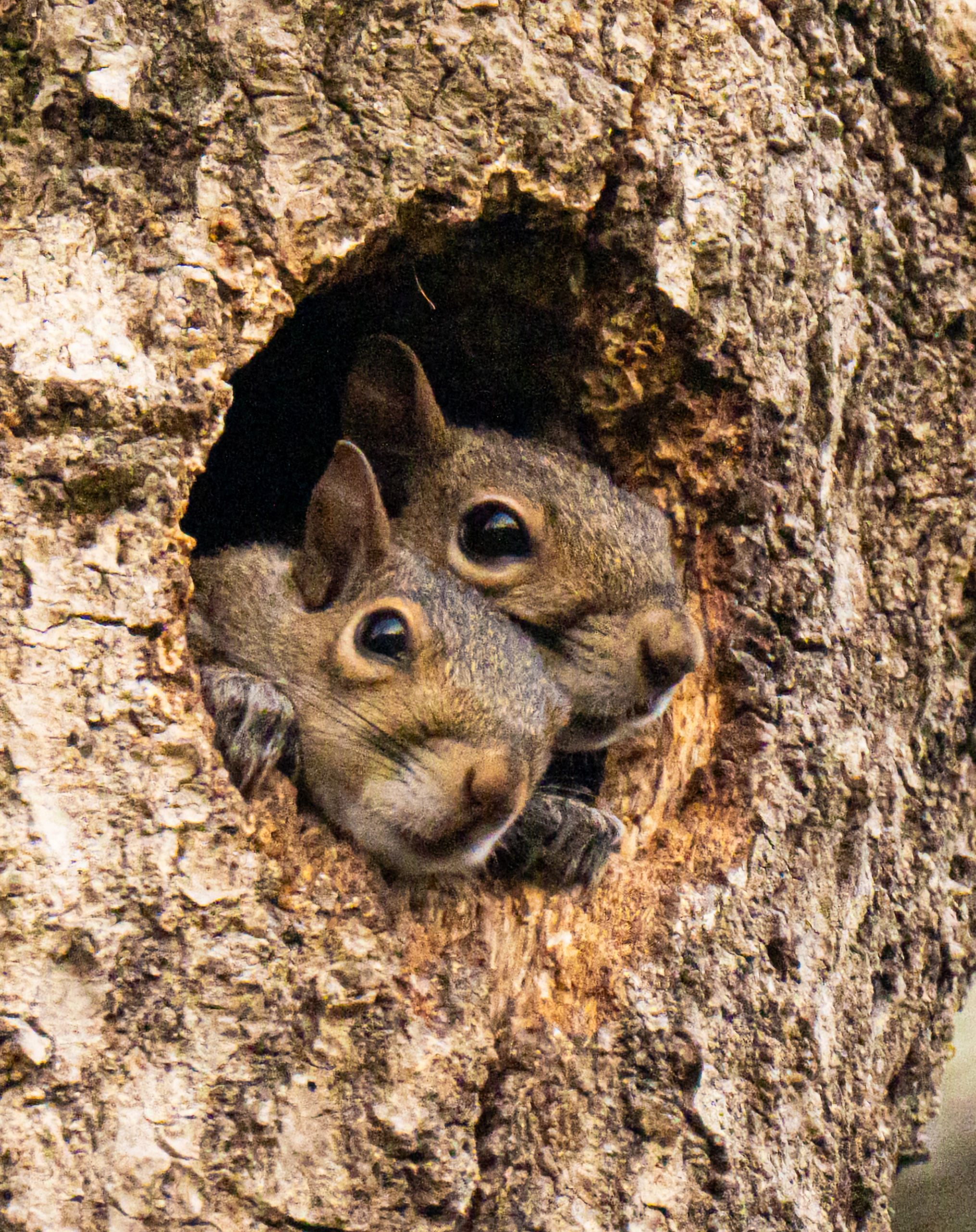 Gray squirrels gathered in a tree hollow