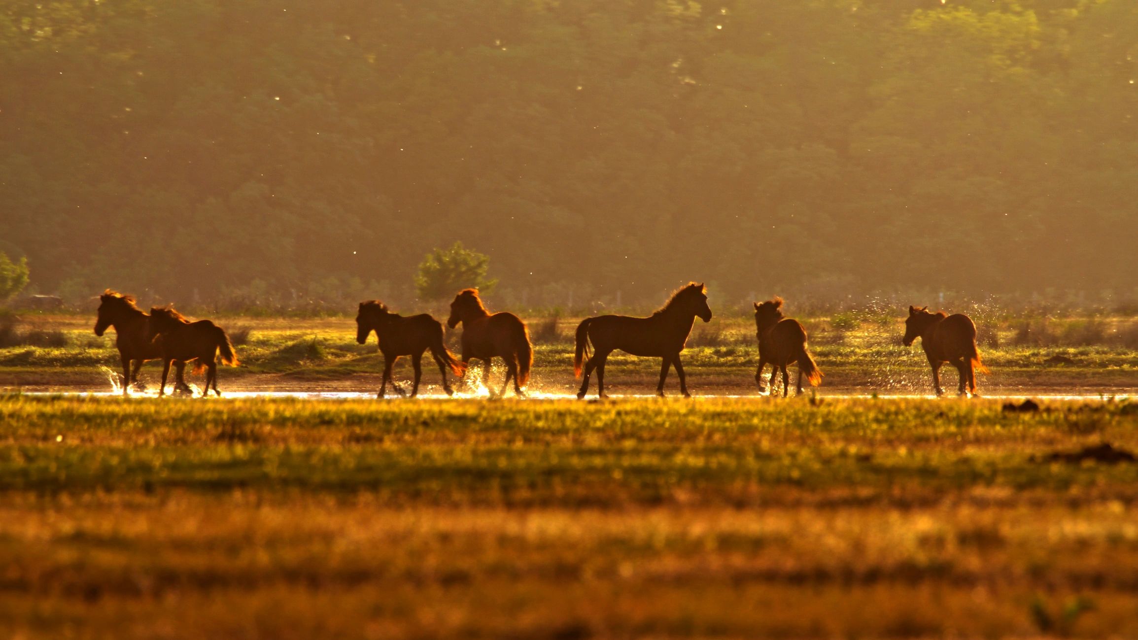 Horses in golden morning light
