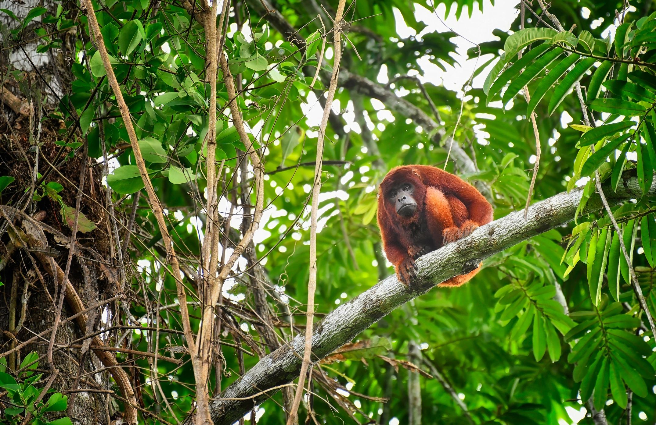 Wildlife portrait photography of a red howler monkey