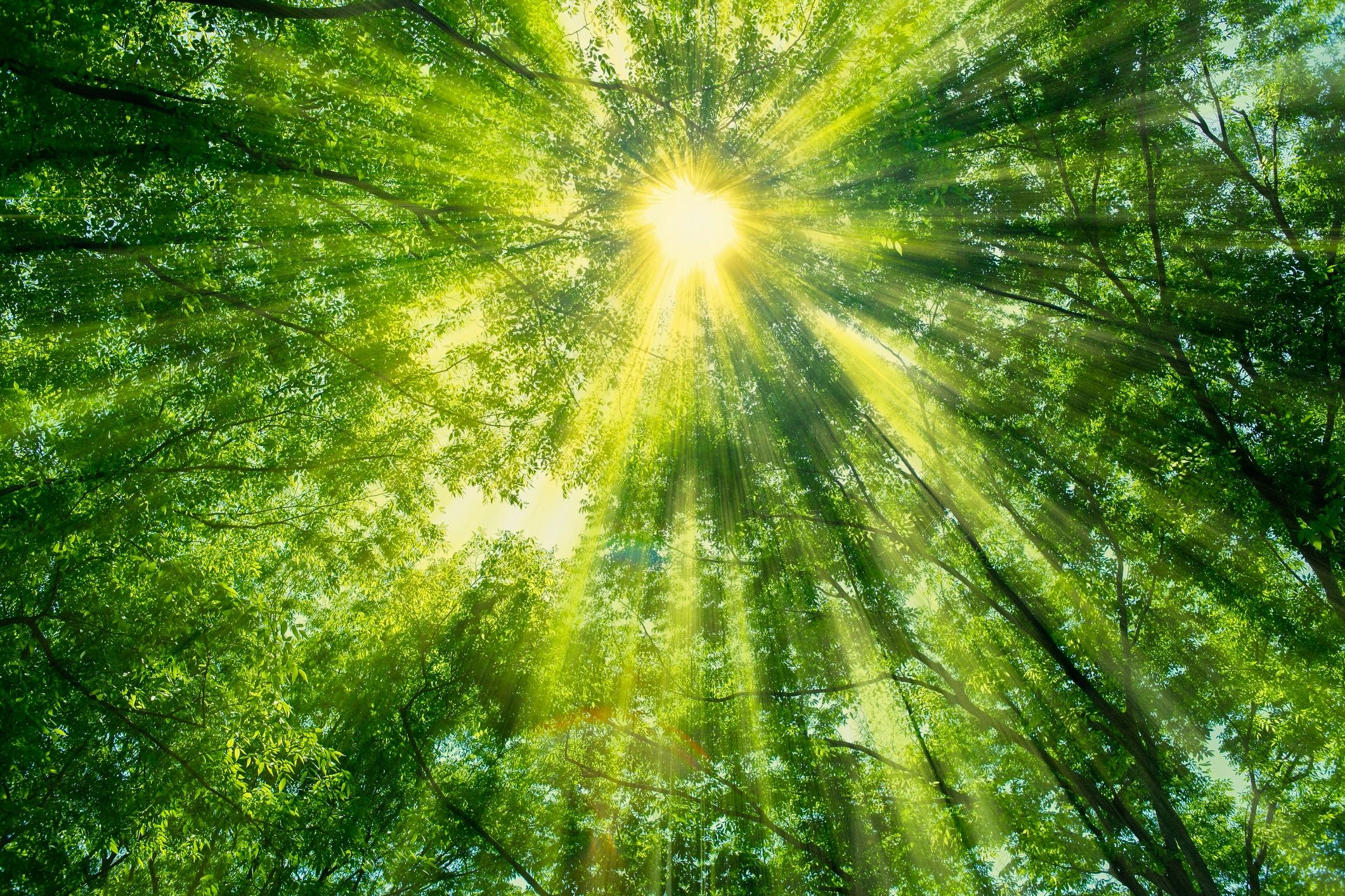 Sunlit forest scene
