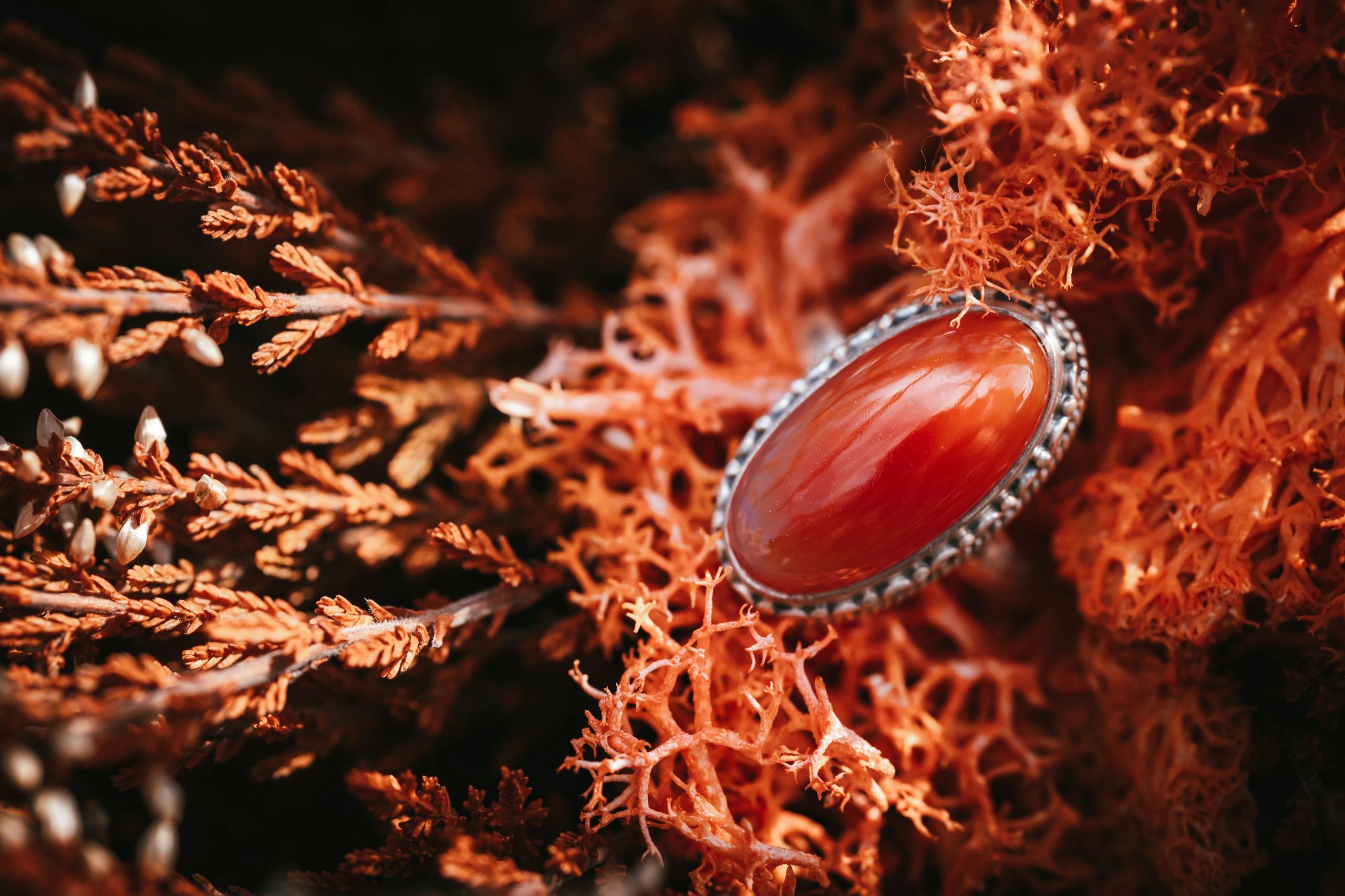 Red coral silver ring in nature