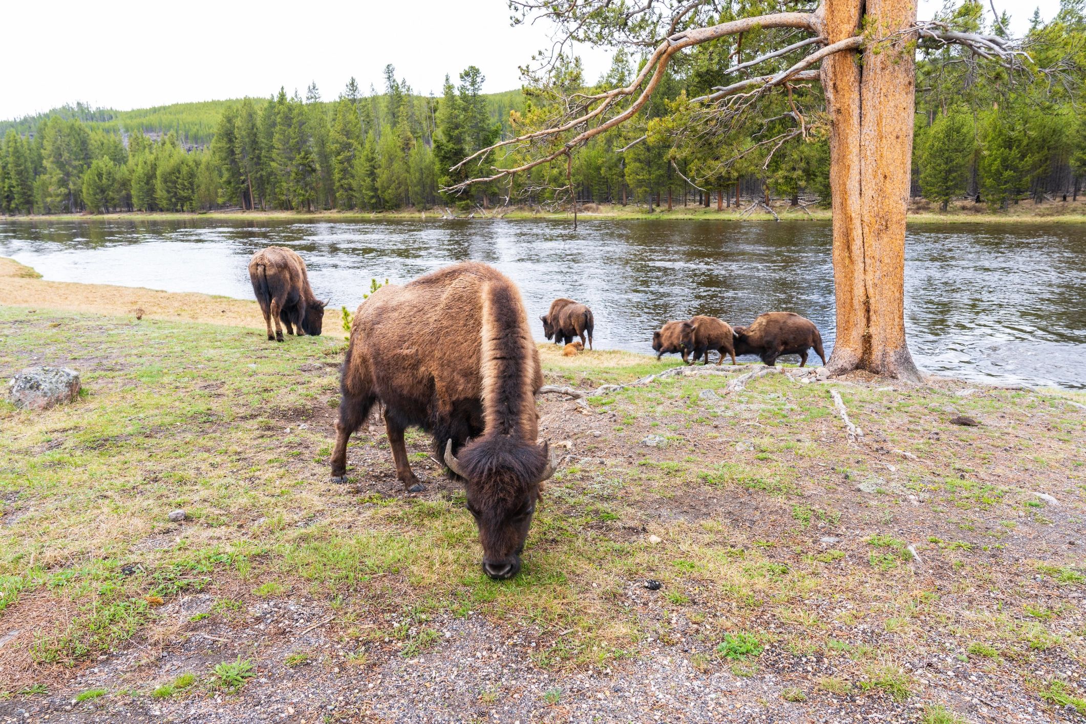 American bison grazing beside a river in Yellowstone