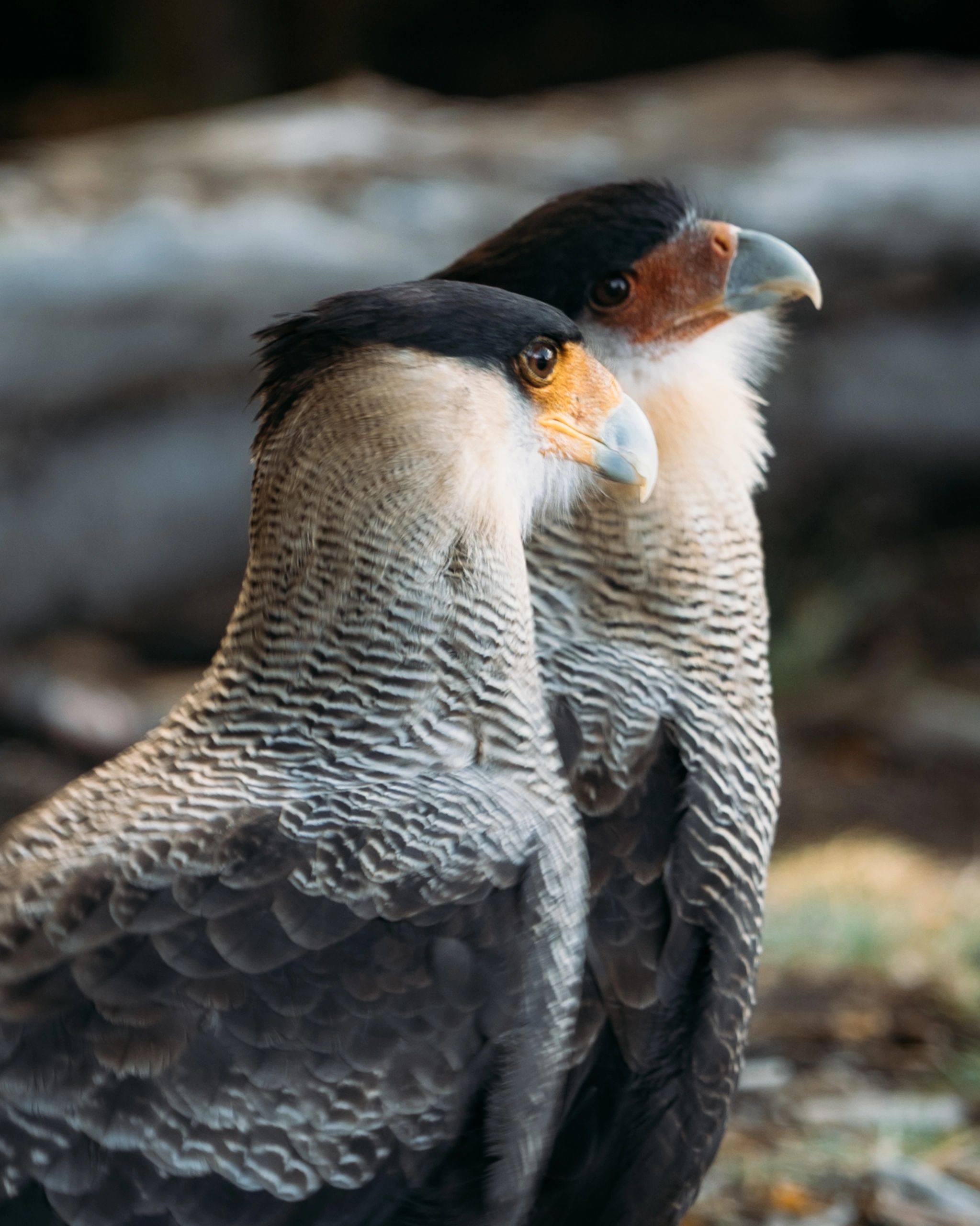 Pair of southern crested caracaras in Patagonia