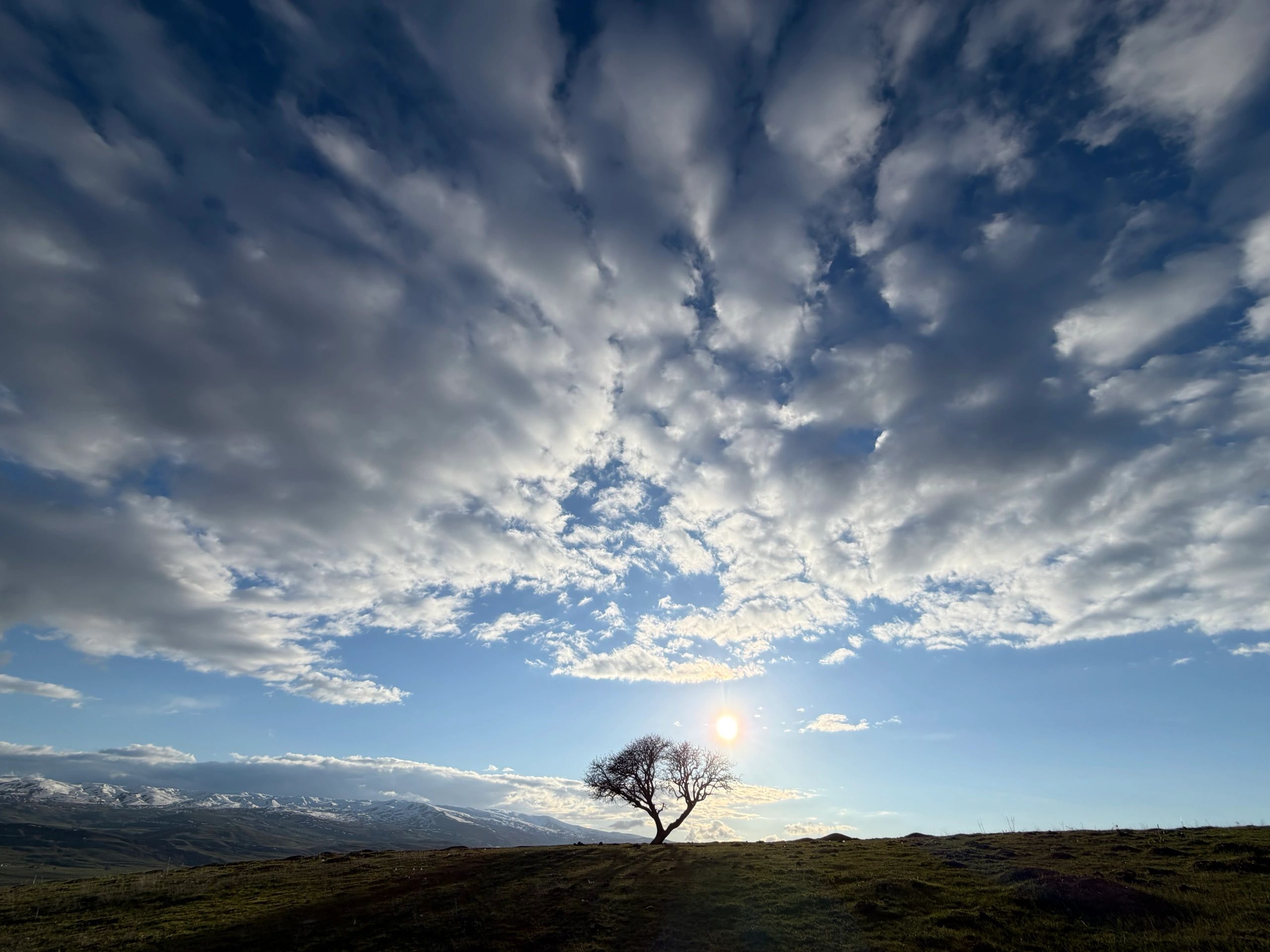 Solitary tree on a rolling hill with dramatic sky