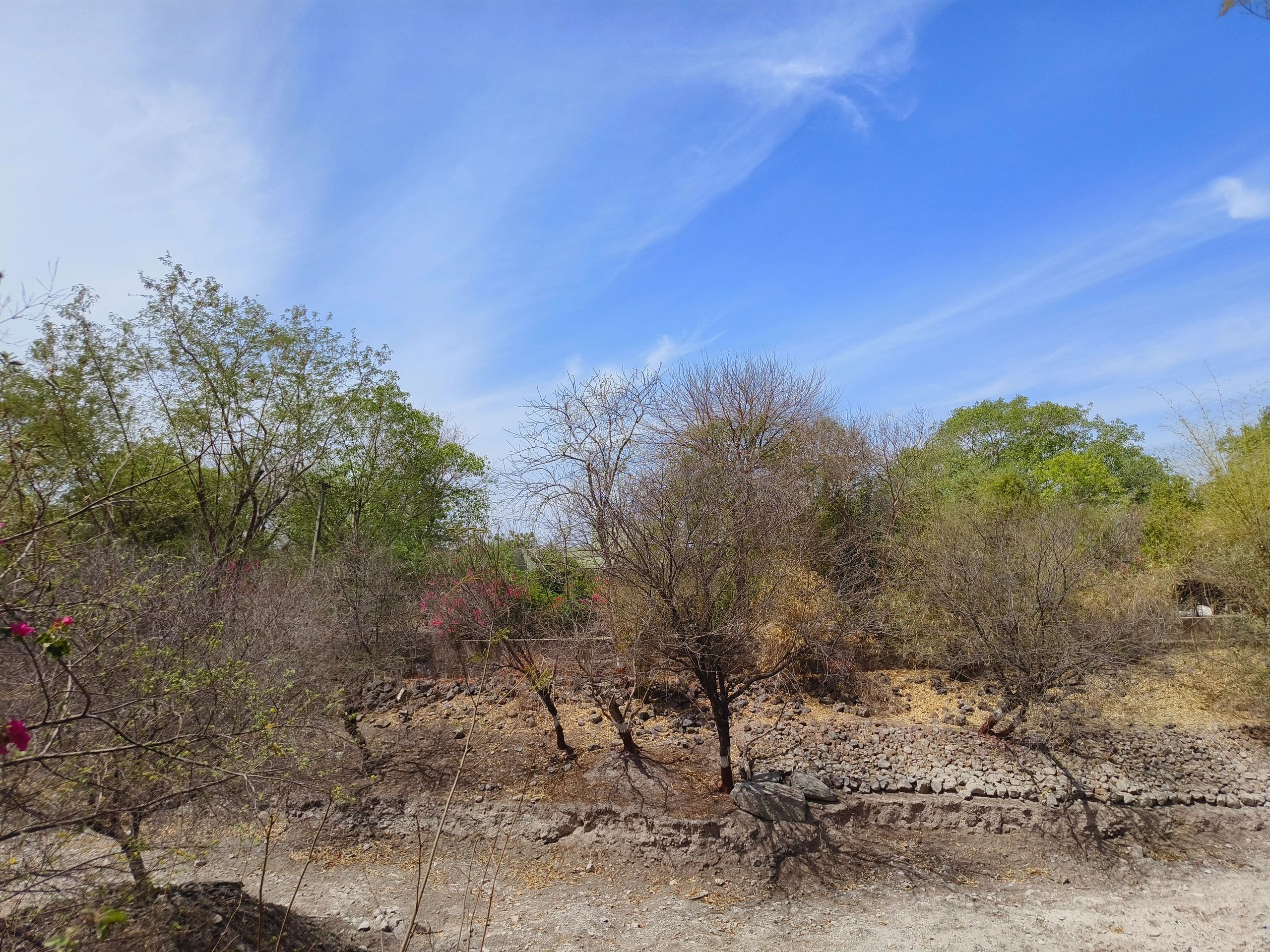 Open natural landscape with trees