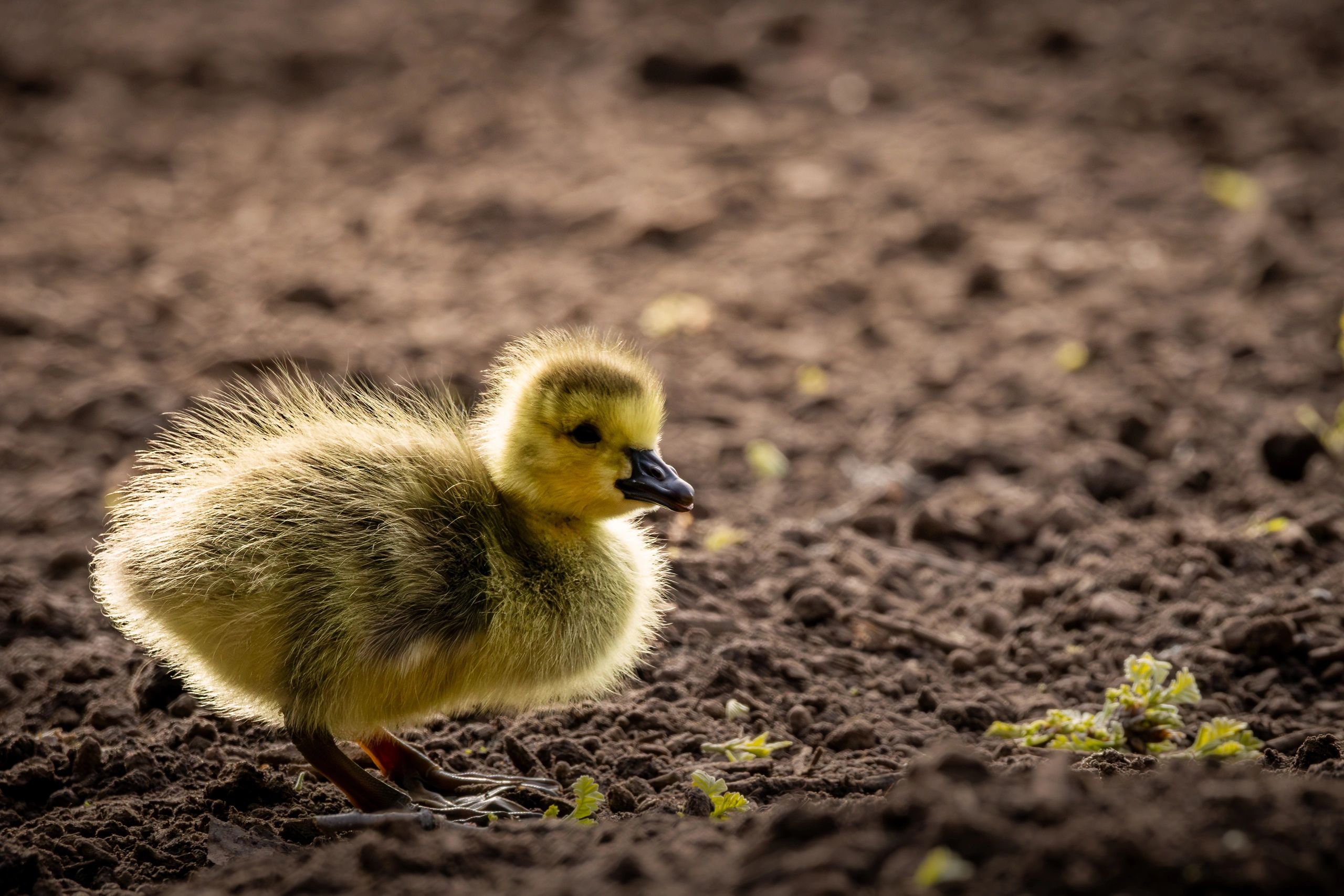 Canada goose gosling standing on dark soil