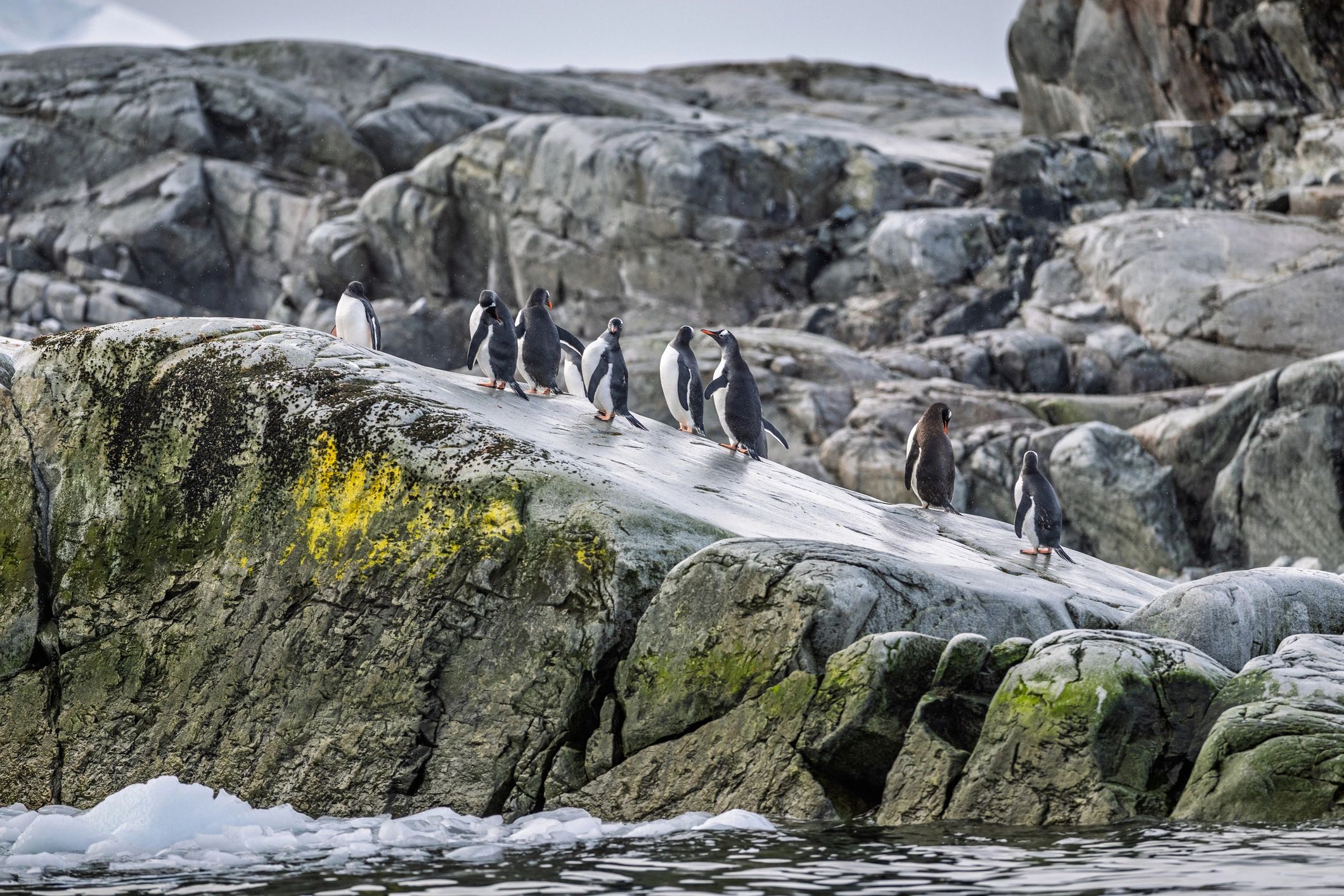 Gentoo penguins gathered on rocky Antarctic shoreline