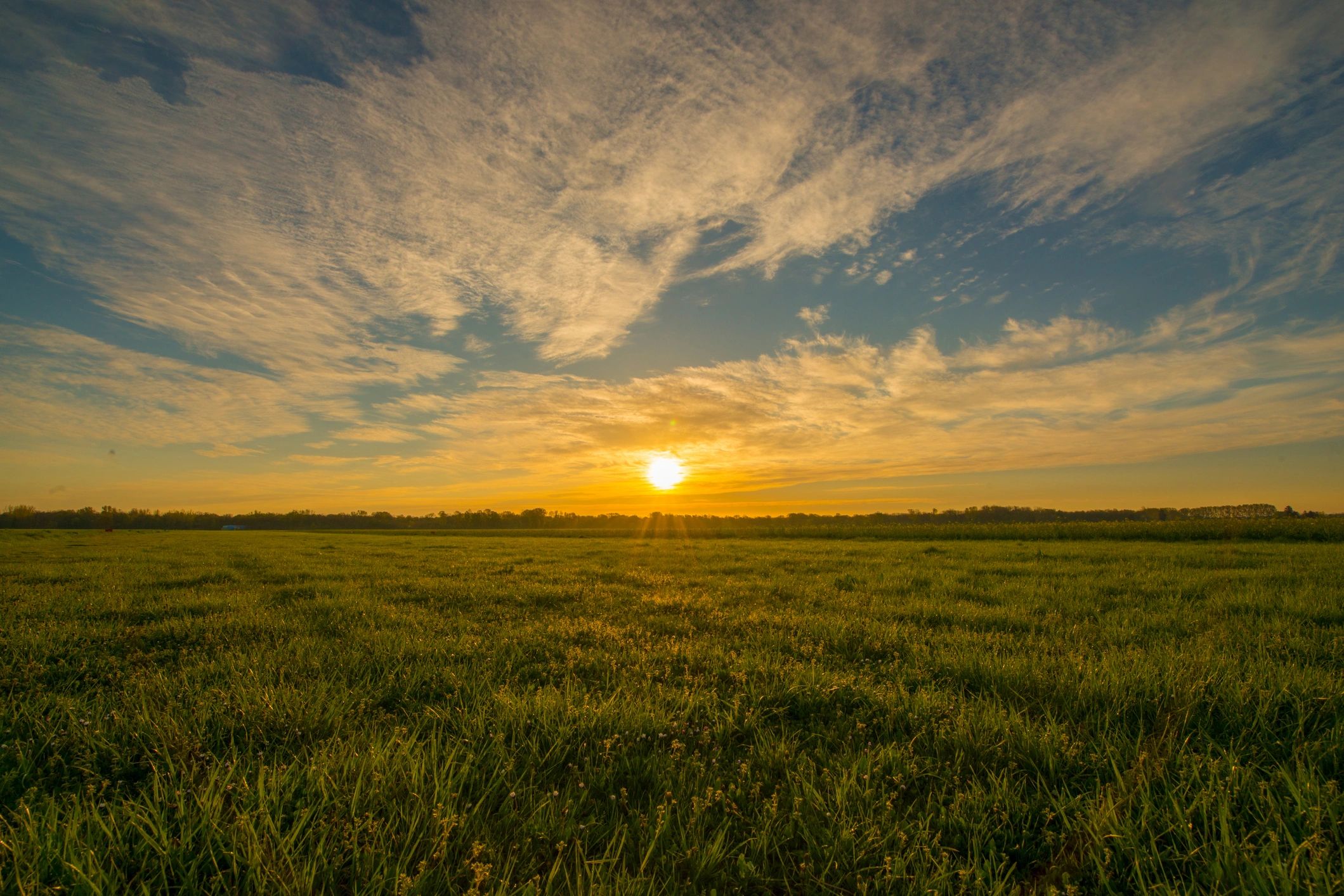 Green meadow at sunrise with dew