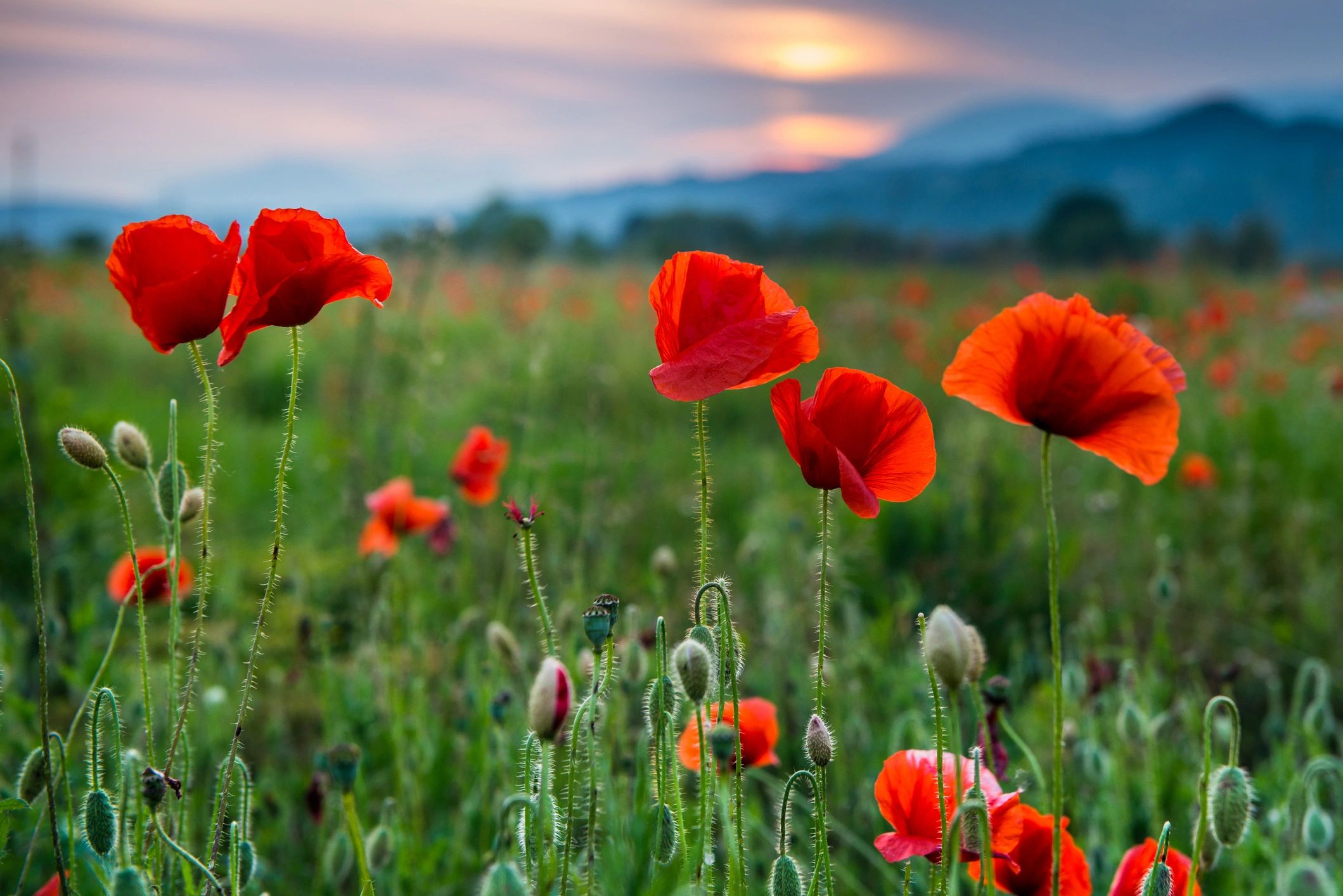 Poppies at sunset across hillside fields